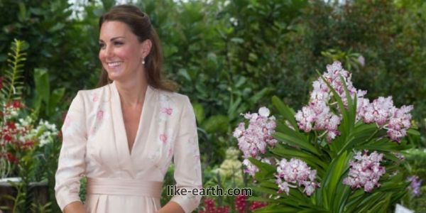 Princess Kate Receives New Honour as 'Catherine's Rose' Named After Her