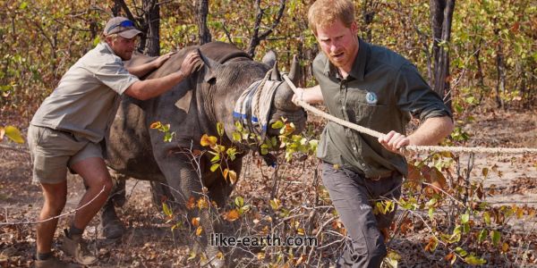 Prince Harry's Charity Admits Human Rights Abuses in Congo Park