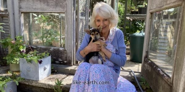 Queen Camilla Adopts New Family Member as Royal Makes Heartwarming Announcement