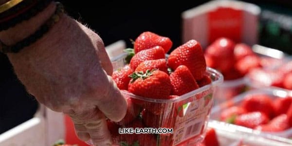 Giant Strawberries ‘You Cannot Fit in Your Mouth’ Coming to Supermarkets